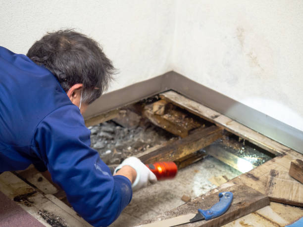 Best Residential Mold Remediation in Black River, NY
