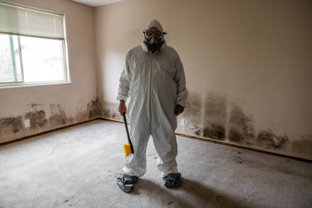 Best Mold Remediation for Specific Building Types in Black River, NY